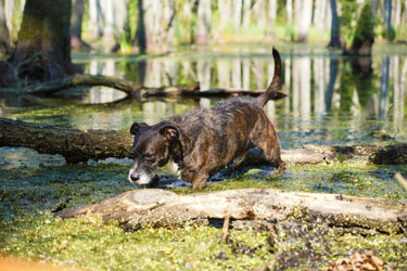 Hundebetreuung Friedrichshain 1